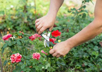 Man cuts off the rose
