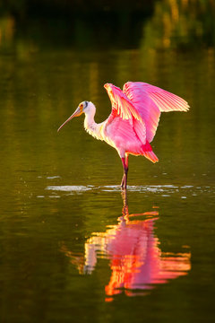 Roseate Spoonbill (Platalea Ajaja)