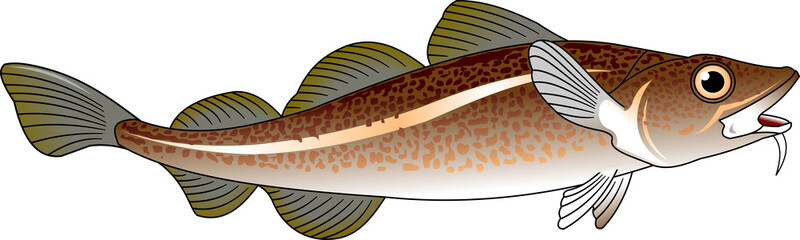 codfish © sababa66