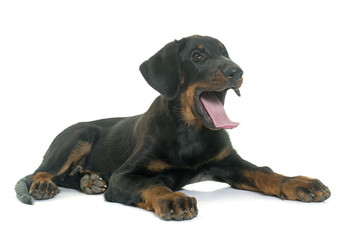 puppy beauceron in studio © cynoclub