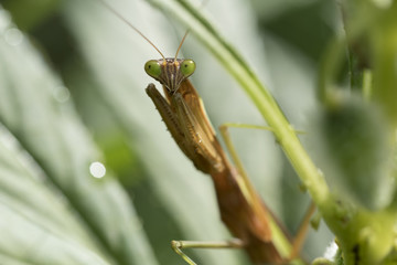 カマキリ