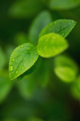 Leaf with water drops. Natural abstract background