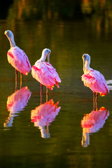 Roseate spoonbills (Platalea ajaja)