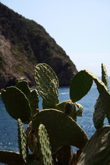 succulents that grow wild on the rocks d