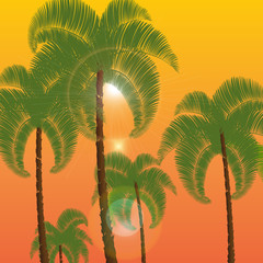 Palm in two rows, a bottom view. Against the background of orange sunset, sunrise. illustration