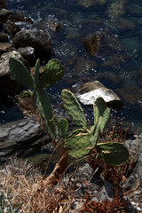 succulents that grow wild on the rocks c