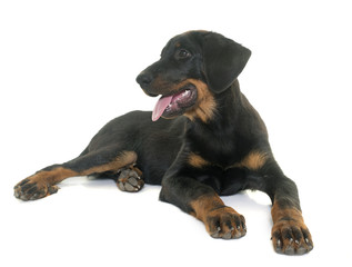 Obraz premium puppy beauceron in studio