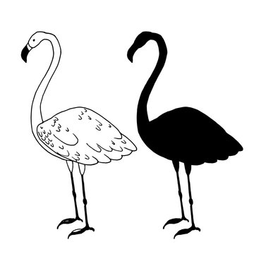 Flamingo bird vector illustration. Beautiful animal silhouette hand drawn sketch