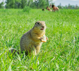 Gopher eating small piece of bread on meadow with people on background