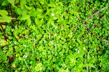 The forest floor of small green wet leaves