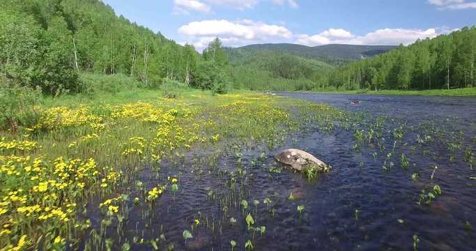 flight over the coastal part of the river, covered with yellow flowers (quadrocopter)