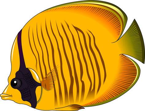 Yellow Butterfly Fish