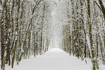 Scenic snowy alley, diminishing perspective