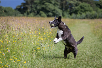 Dog Playing with a Ball