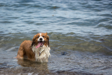 Dog Playing at the Beach