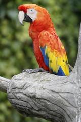 macaw parrot