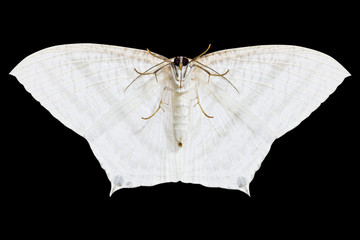 white moth on black background