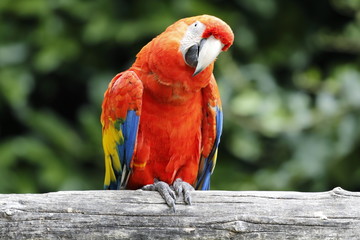 macaw parrot