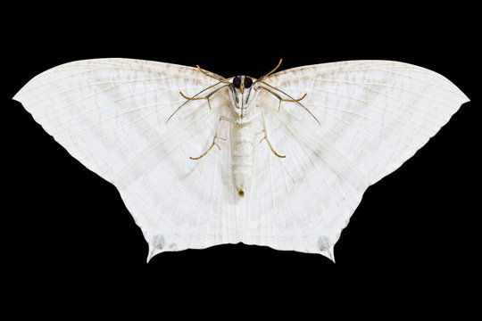 White Moth On Black Background