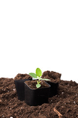 Young plant isolated on white