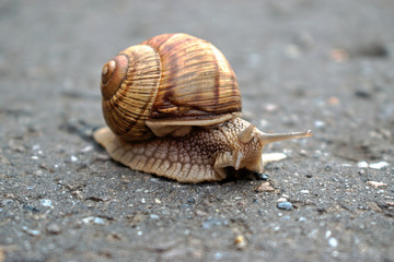 Snail Adventures