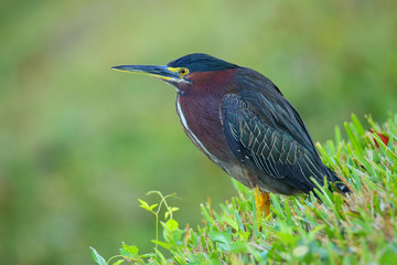 Green heron in a grass