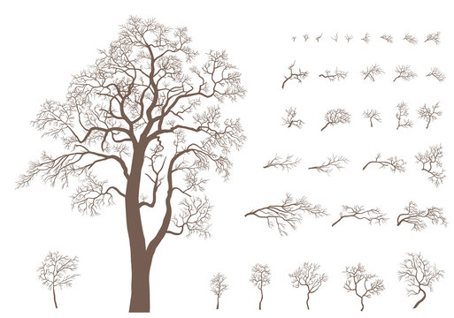 Set of branches and tree