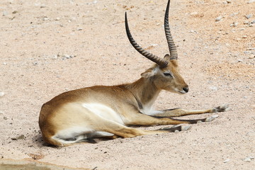 antelope