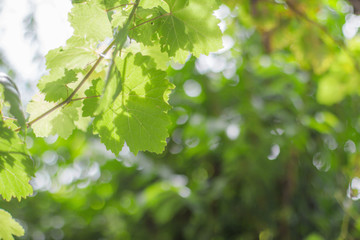 Fototapeta na wymiar Grape leaves blurred background