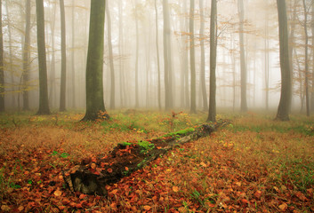 Forest of Beech Trees in Autumn, Fog and Rain, Leaves Changing Colour