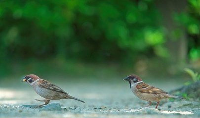 Birds from the ground