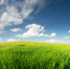 Green field in the mountain valley. Beautiful summer landscape