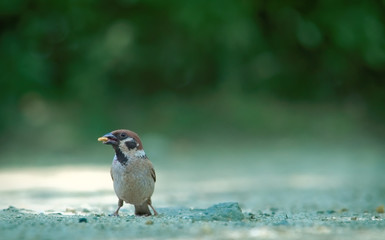 Bird from the ground