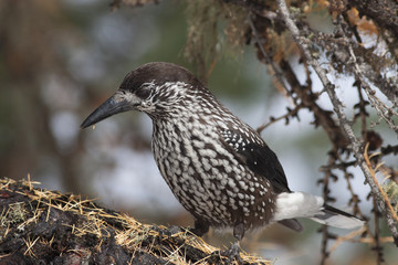 Bird