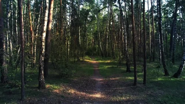 Aerial shot of mixed forest, mostly pines. Camera is flying forward along the pathway in the forest through pine and birch trunks. Real time video. Color graded.