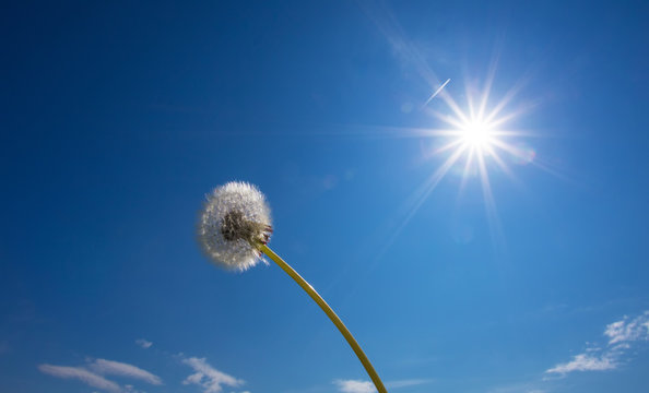 White dandelion in front of blue sky