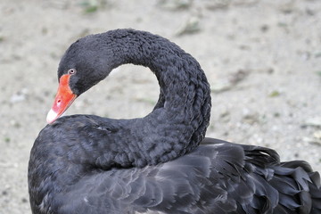 black swan