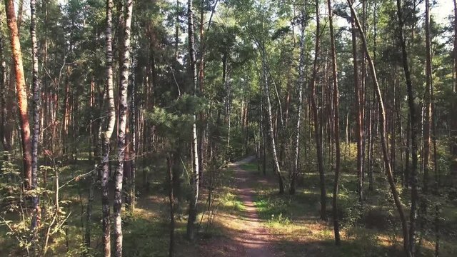 Aerial shot of mixed forest (pines and birches). Camera is flying forward along the pathway in the forest through pine and birch trunks. Real time video. Color graded.