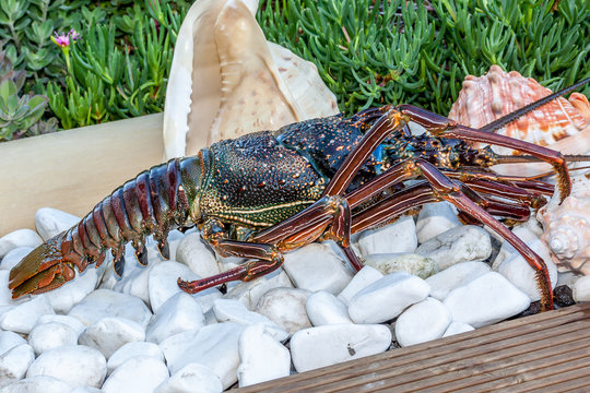 Langouste
Langouste de la R&eacute;union