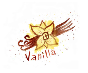 Watercolor vanilla. vanilla pods watercolor.