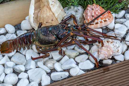 Langouste
Langouste de la R&eacute;union