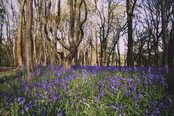 Close up of bluebells in a meadow Vintage Retro Filter.