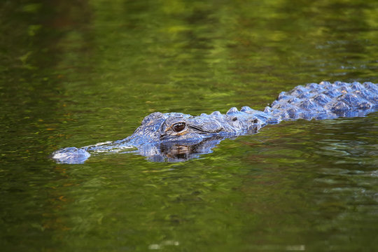 Alligator (Alligator mississippiensis) swimming - Powered by Adobe