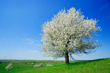 Fototapeta na wymiar Big Cherry Tree in Full Bloom on Meadow under Blue Sky