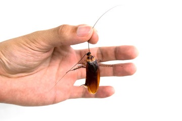 Man holding dead cockroach isolate on white background