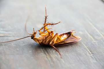 Close up Dead cockroach on wood floor