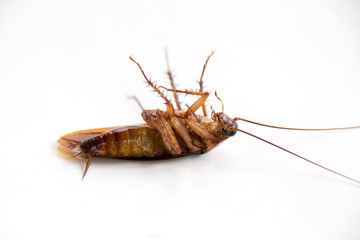 Close up Dead cockroach isolate on white background