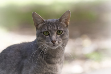 gray cat with sad green eyes sits in the yard