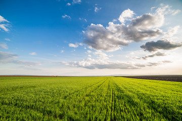 Green field of sprouting wheat