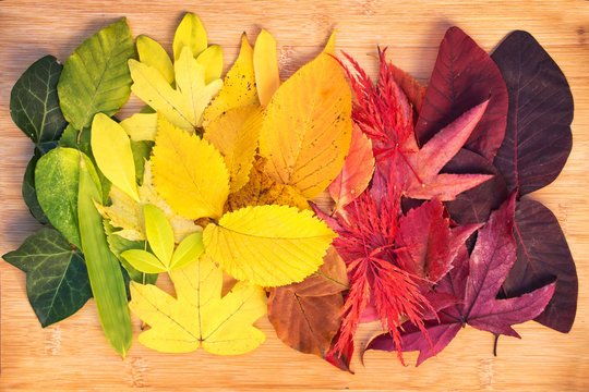 Rainbow of colorful autumnal leaves, fall or thanksgiving colors